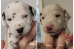 hane-bla-o-brun