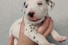 lila