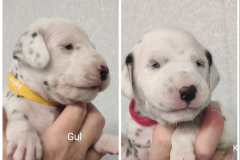 tik-gul-o-korall